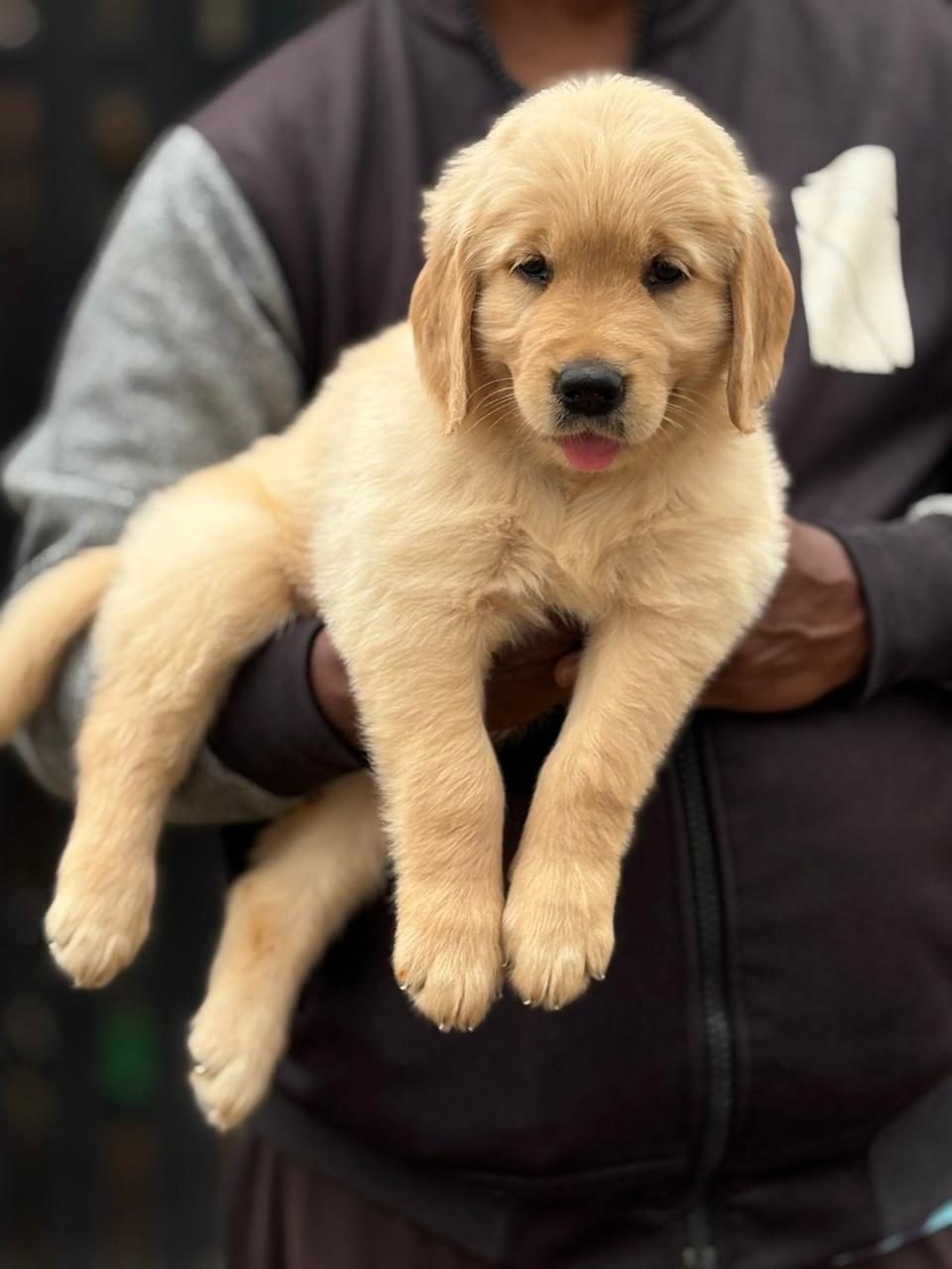 Golden Retriever puppy standing tall